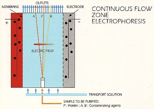 elektroforesi prozedura